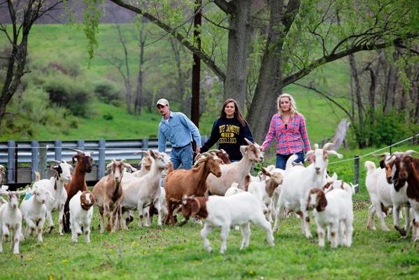  波托马克州立学院位于十大网赌靠谱信誉平台的上农场，毗邻学院. 农业学生Shelby Boatwright, 杰奎琳·“杰基”·克利弗和埃里克·胡西克正在把山羊赶到谷仓里. 